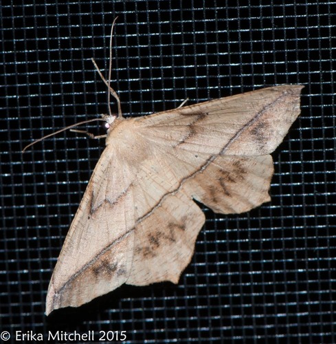 Large Maple Spanworm Moth