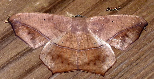Large Maple Spanworm Moth