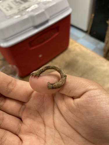 Large Maple Spanworm Moth