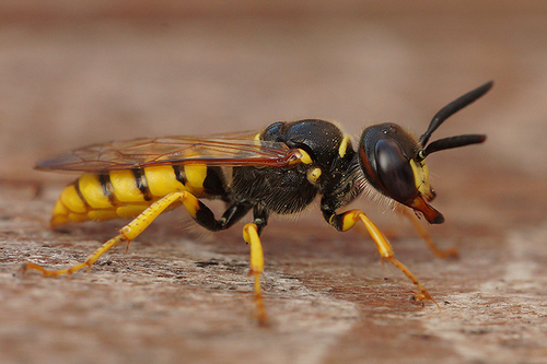 European beewolf