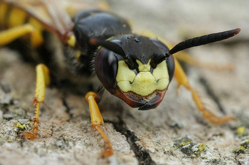 European beewolf