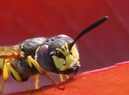 European beewolf