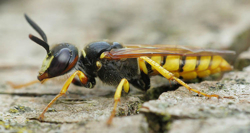 European beewolf
