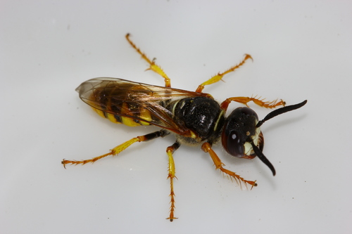 European beewolf