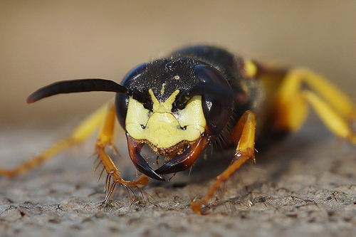 European beewolf