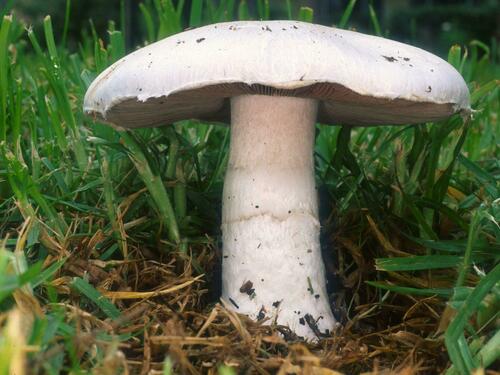 Meadow Mushroom