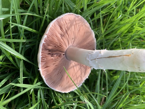 Meadow Mushroom