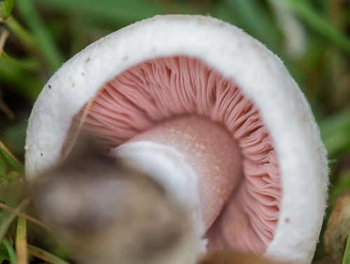 Meadow Mushroom