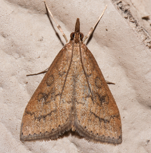 Celery Leaftier Moth
