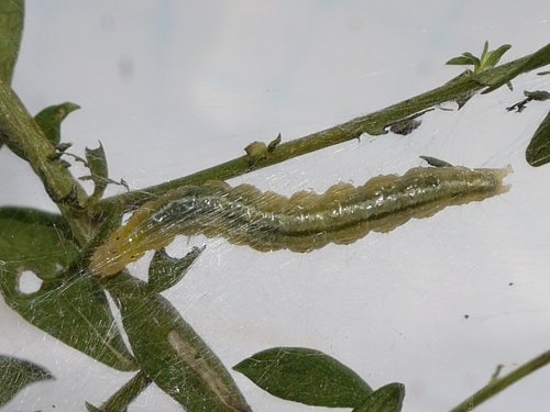 Celery Leaftier Moth