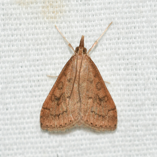 Celery Leaftier Moth