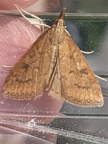 Celery Leaftier Moth