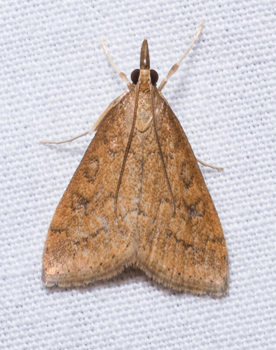 Celery Leaftier Moth