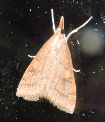 Celery Leaftier Moth