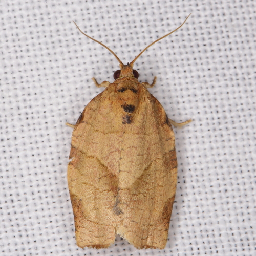 Oblique-banded Leafroller Moth