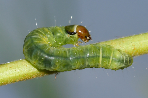 Oblique-banded Leafroller Moth