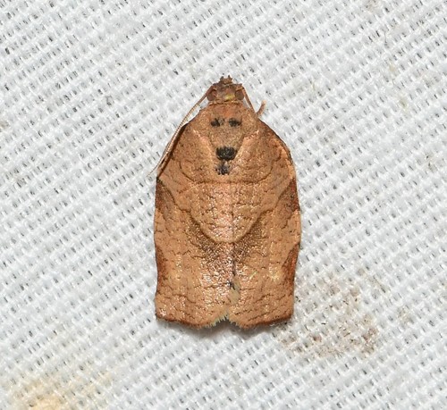 Oblique-banded Leafroller Moth