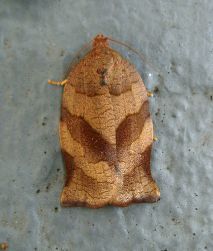 Oblique-banded Leafroller Moth