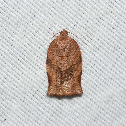Oblique-banded Leafroller Moth