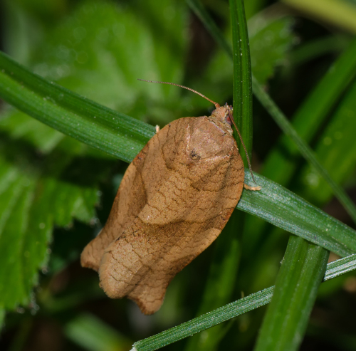 Oblique-banded Leafroller Moth