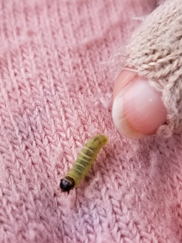 Oblique-banded Leafroller Moth