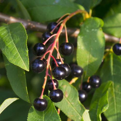 bird cherry