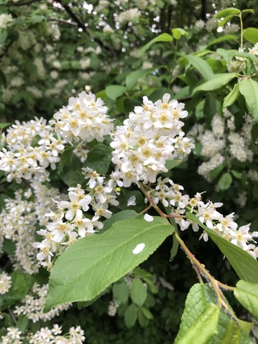 bird cherry