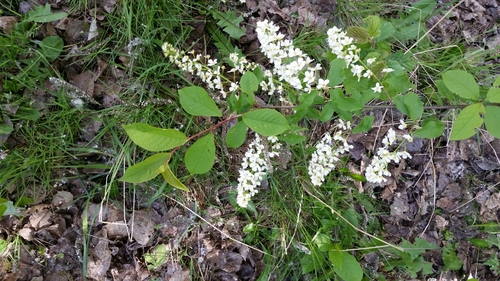 bird cherry