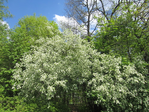 bird cherry