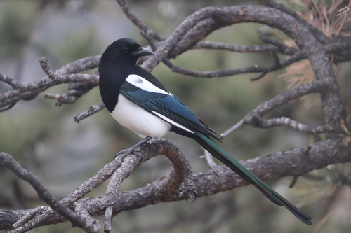 Black-billed Magpie