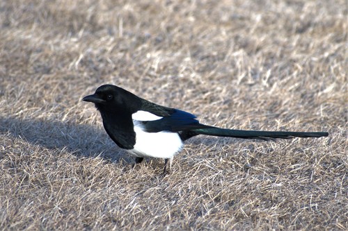 Black-billed Magpie