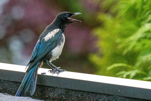 Black-billed Magpie