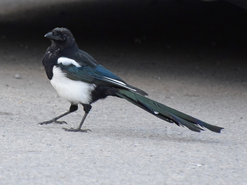 Black-billed Magpie