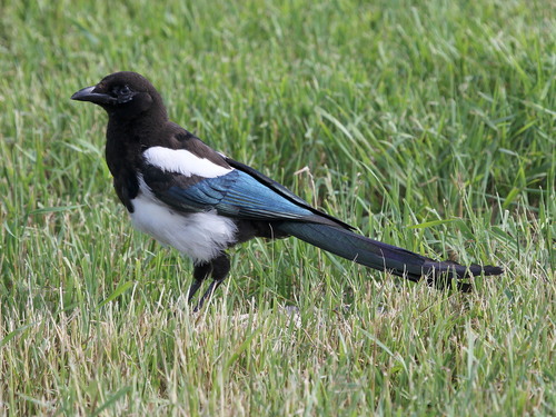 Black-billed Magpie