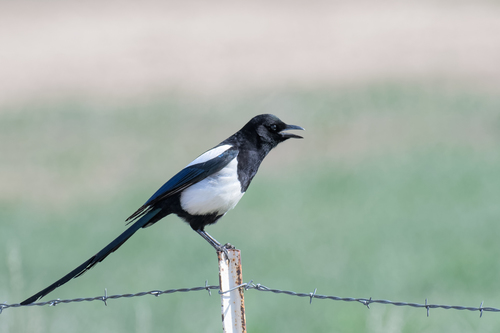 Black-billed Magpie