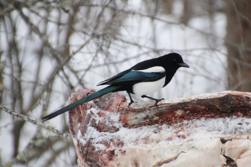 Black-billed Magpie