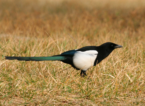 Black-billed Magpie