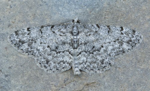 Porcelain Gray