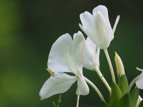 Butterfly ginger lily