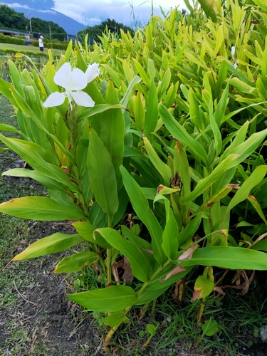 Butterfly ginger lily