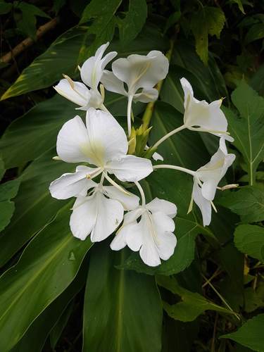 Butterfly ginger lily