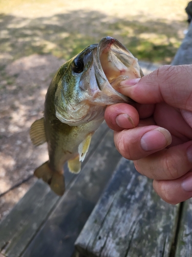 Largemouth Bass
