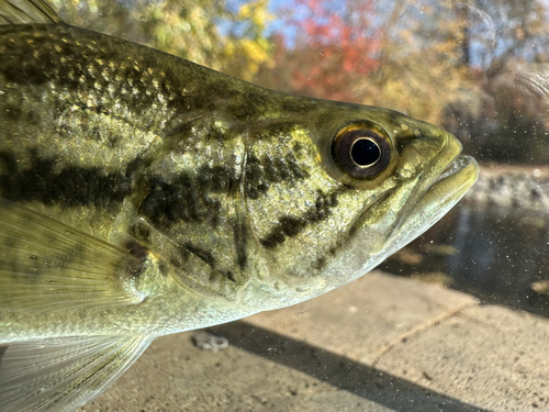 Largemouth Bass