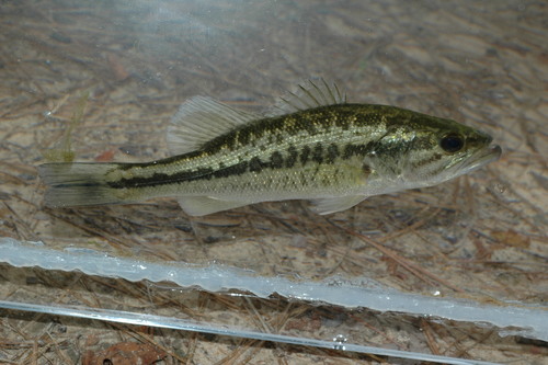 Largemouth Bass