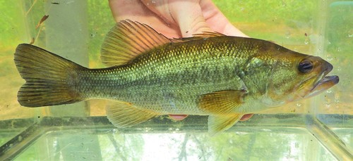 Largemouth Bass