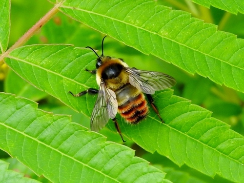 Red-belted Bumble Bee