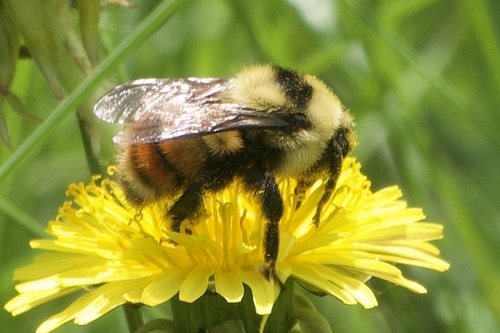Red-belted Bumble Bee