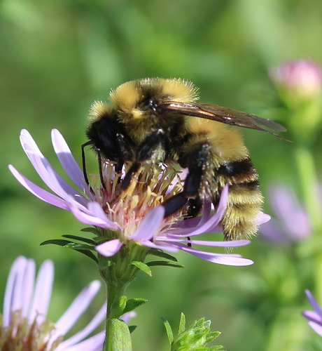Red-belted Bumble Bee