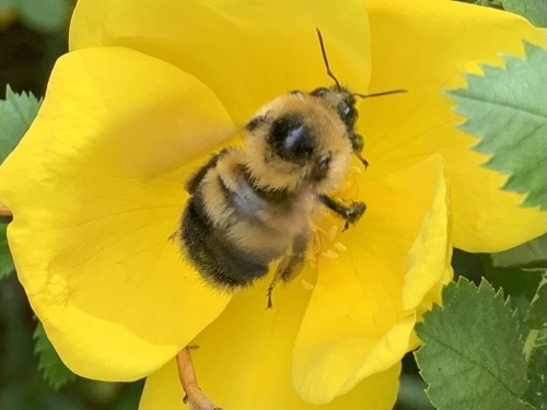 Red-belted Bumble Bee