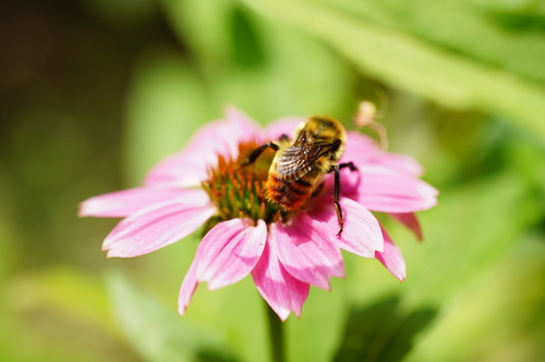 Red-belted Bumble Bee